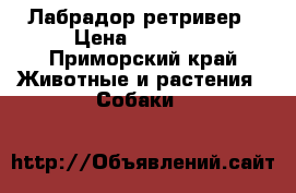 Лабрадор-ретривер › Цена ­ 25 000 - Приморский край Животные и растения » Собаки   